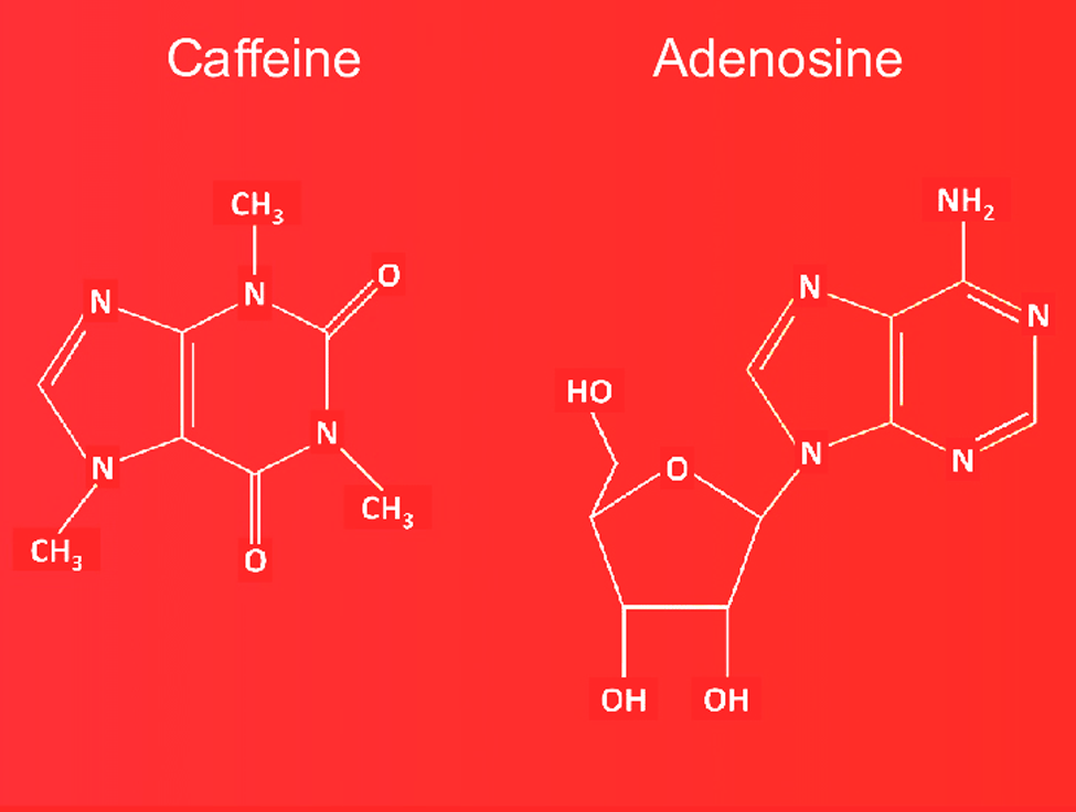 caffeine-adenosine